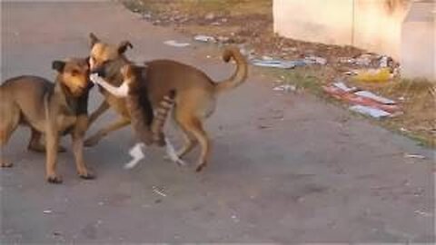 The Cat Who Got It's Name In The Books Of Records For Fighting Two Dogs