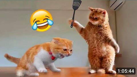 Cat funny moments in English 2023 with for end