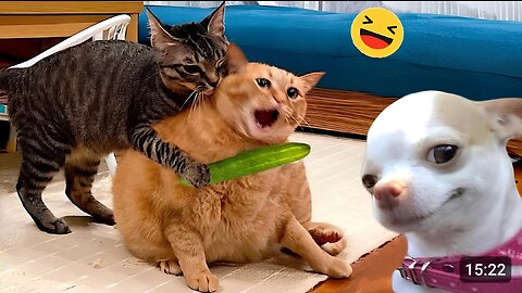 Funny Dogs and Cats Videos 2024 😹