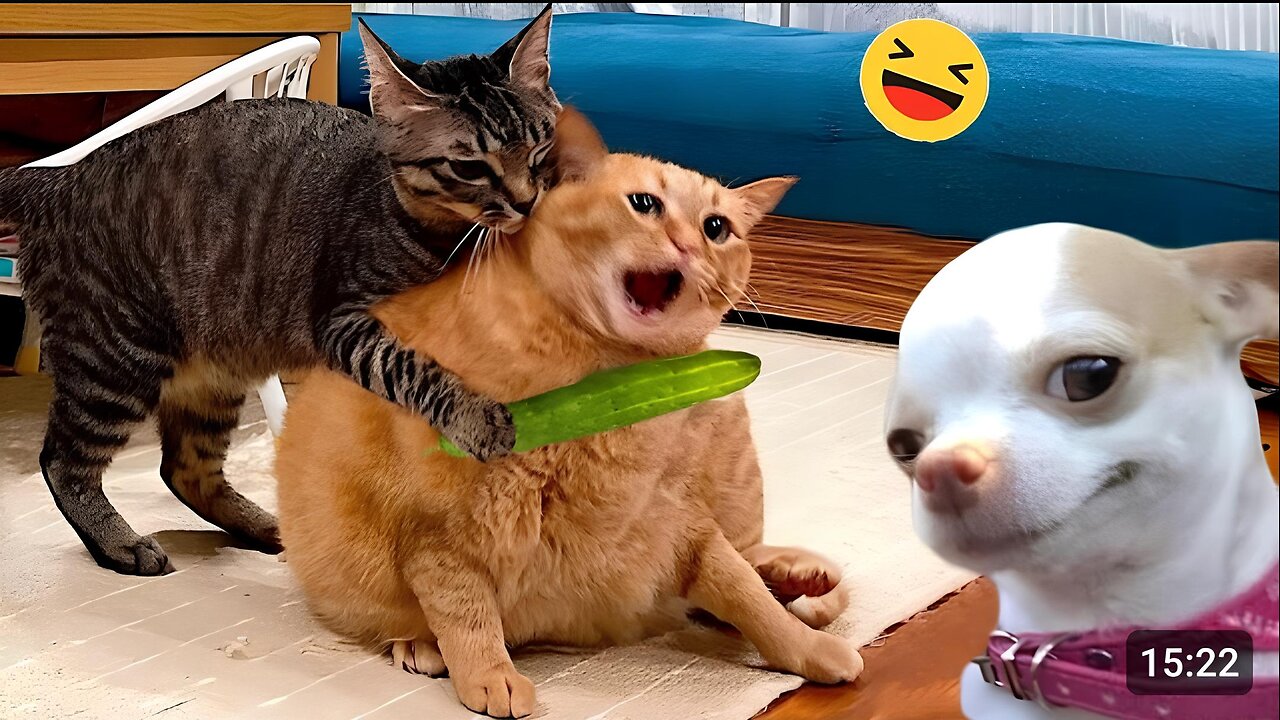 Funny Dogs and Cats Videos 2024 😹