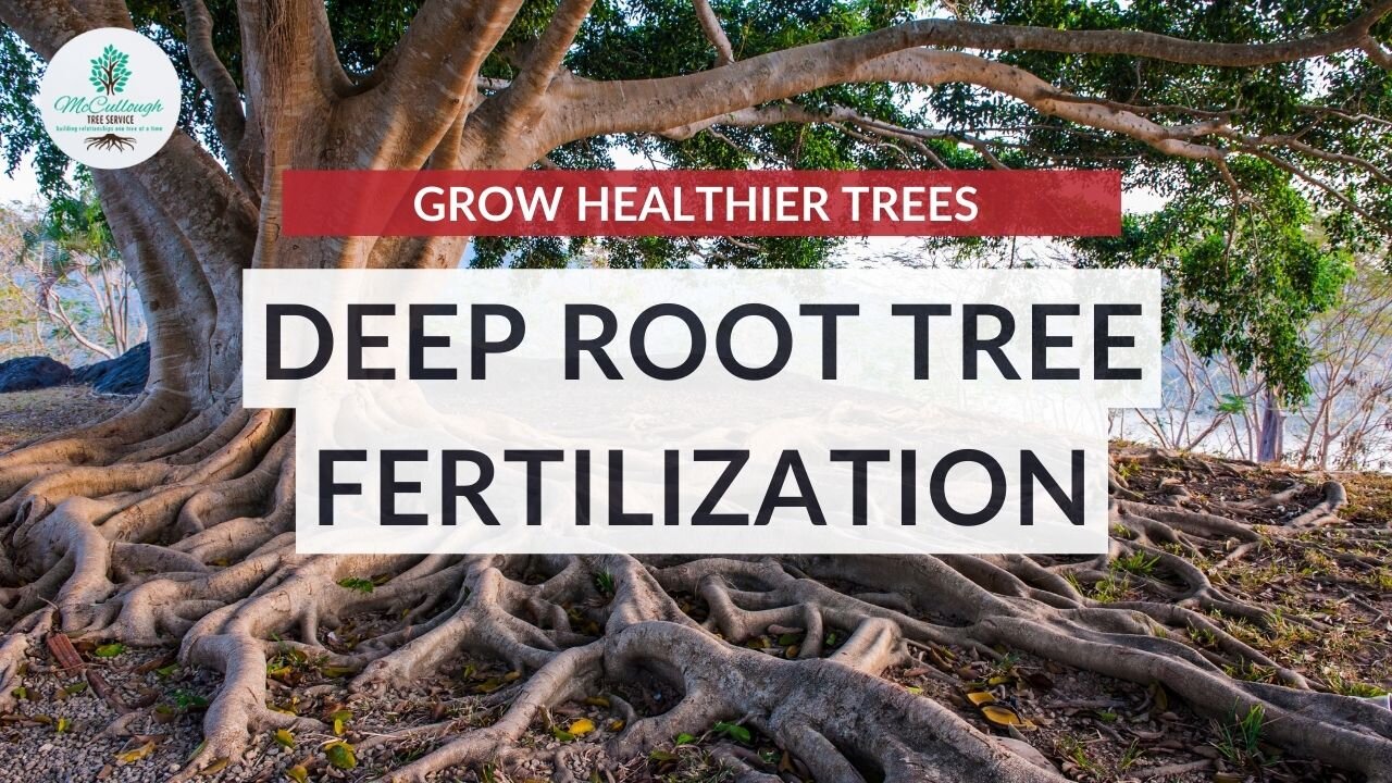 Deep Root Fertilization for Trees | THE SECRET to Making Your Trees THICKER