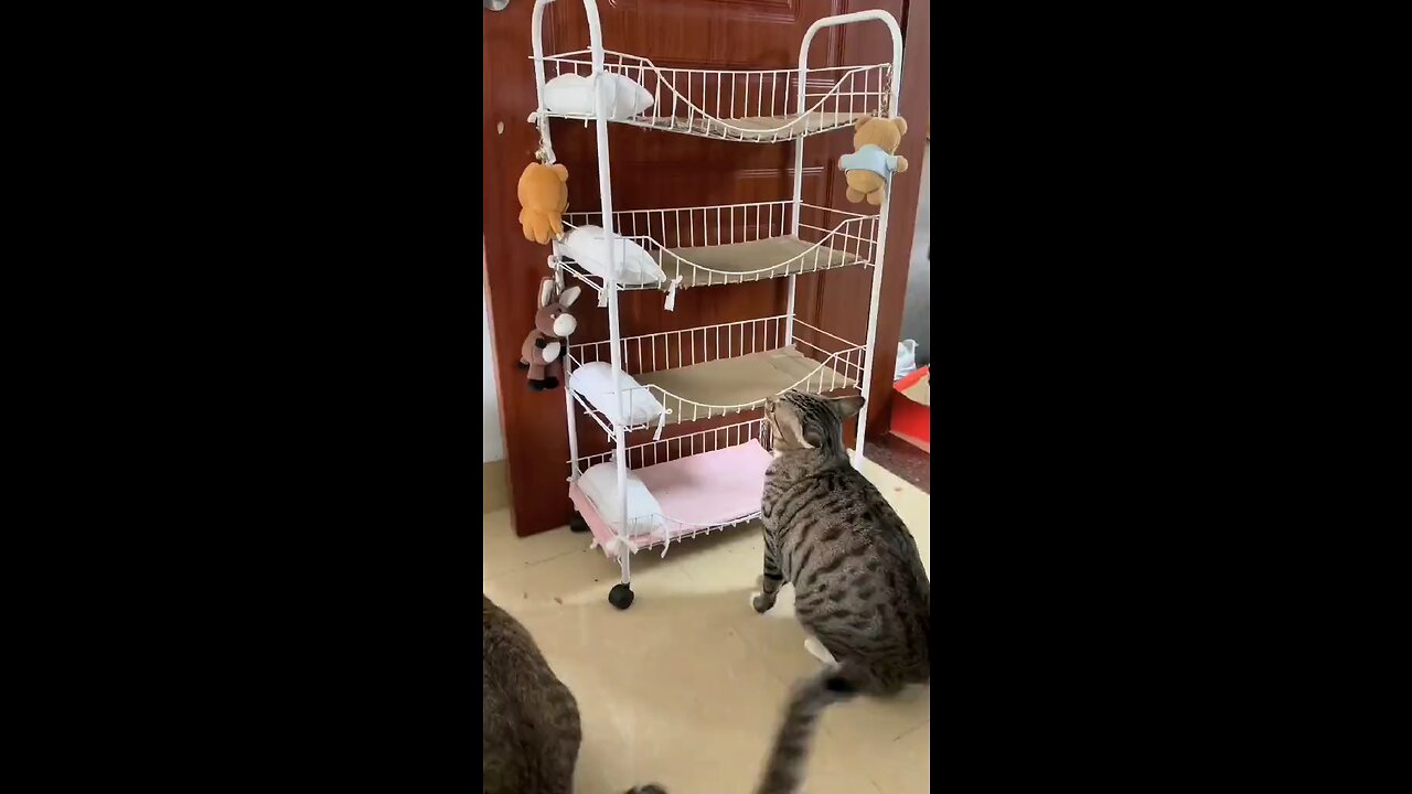 Cat funny videos😂😂