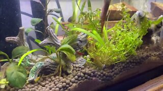 My first nano fishtank aquarium with cherry shrimp, olive snail, and a random guppy