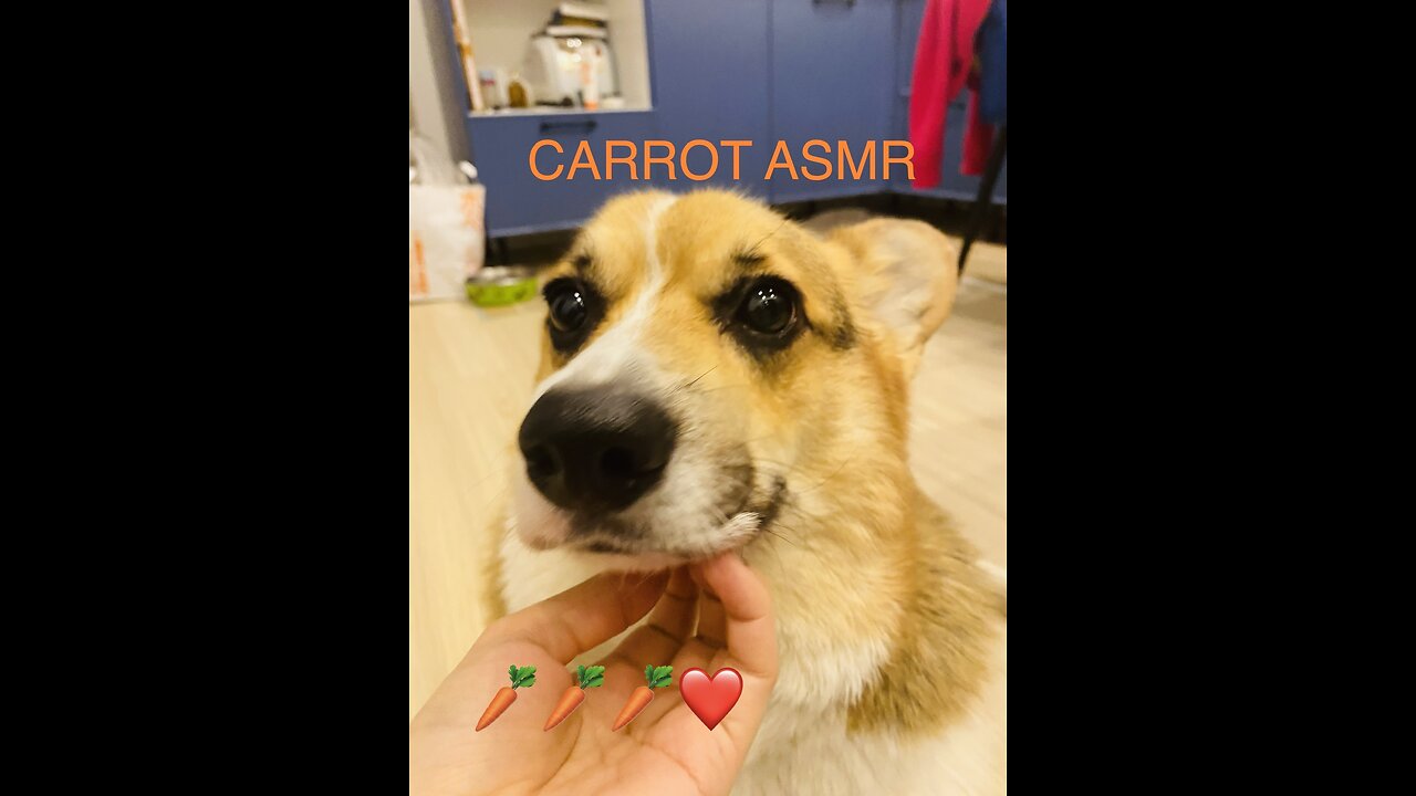 Carrot 🥕 ASMR from Bobby The Corgi