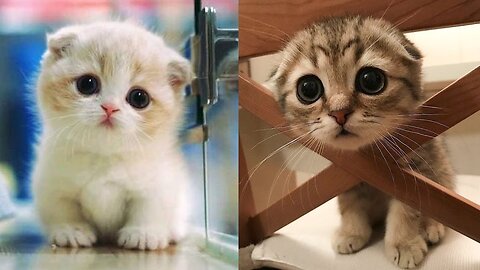 Cute Cats And Funny Cats