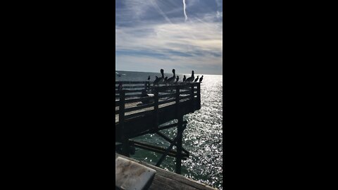 pelicans at the beach