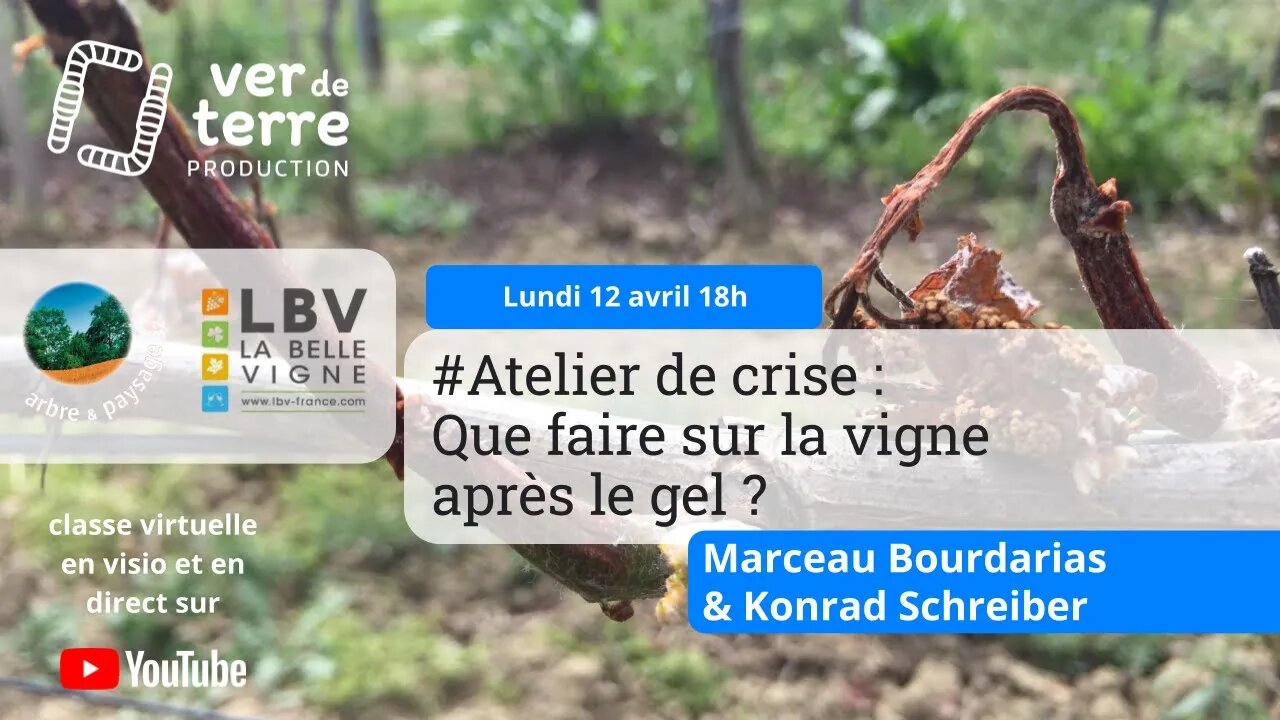 #Atelier de crise - Que faire sur la vigne après le gel ?