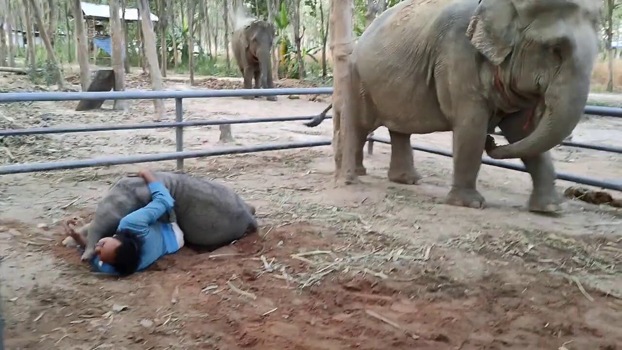 the baby elephant teased the mahout