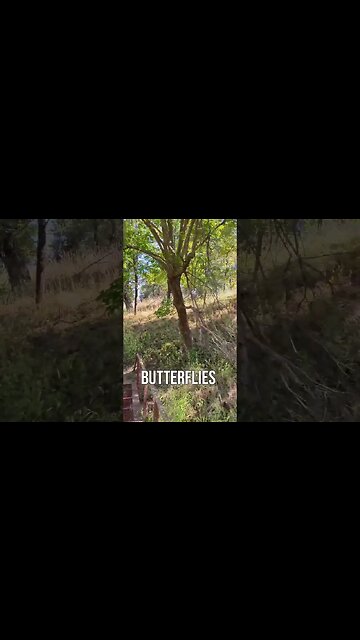 Immersive Adventures at the Tallgrass Prairie Preserve: Bison, Butterflies, and Boundless Beauty