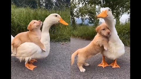 Cute puppy and Duck 😍