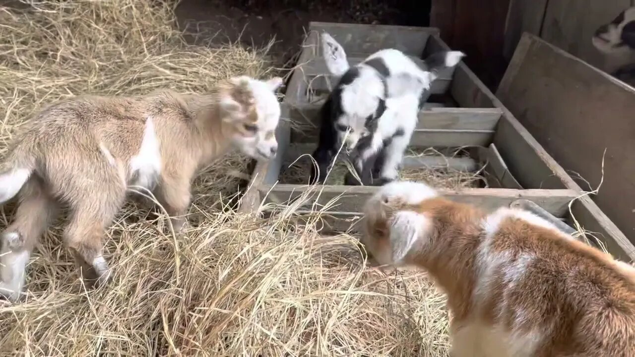 Baby Goat TV