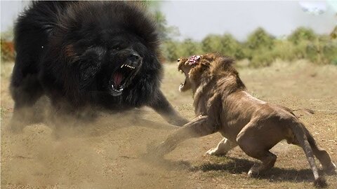 Top 10 Strongest Animals That The Lion Never Want to Meet - Blondi Foks