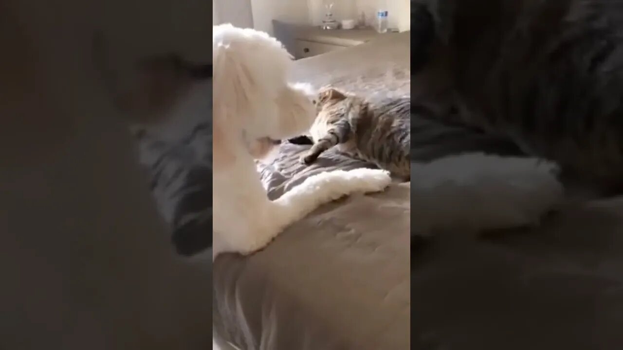 cat so funny 😂😂🤣#shorts #funny
