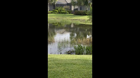 Incredible Alligator Turtle Attack Part 2!