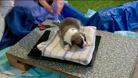 Rosa's Litter Days 2 to 6