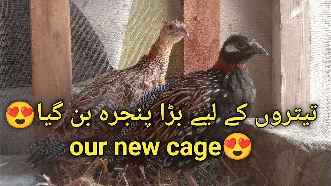 Finally black francolin k liye cage band gya