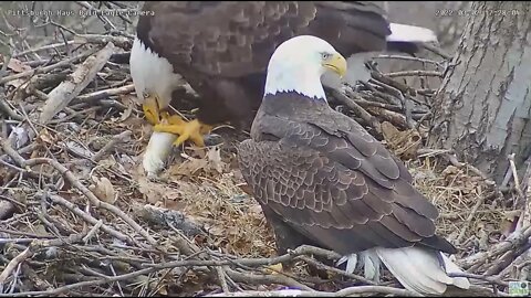 Hays Eagles Mom moves her head around to watch a big fish come in from Dad 2022 03 02 17:27