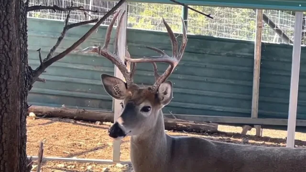 Growing and Changing! Giant whitetails Part 2 sept 16th