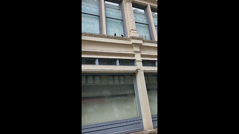 Feeding the birds in Manhattan NYC on April 20, 2024