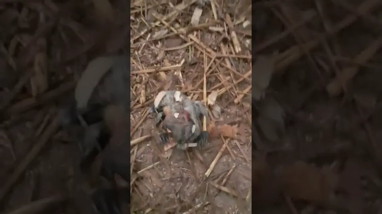 we got chicks