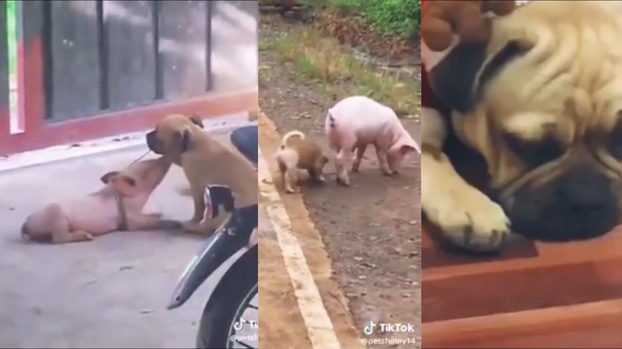 WHEN I SEE YOU AGAIN... (DOG AND PIG) 😭😭😭