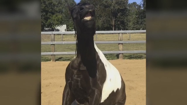 Horse sits like a dog