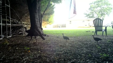 Entire Turkey family passing by Part 1