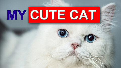 MY CUTE CAT | Affection is clear in your eyes