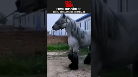 cavalo gigante 😮😮😮