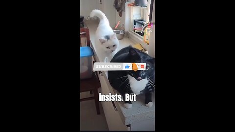 Why Do Cats Love Sunbathing? #cat #learntomeow #sunbathing #funny #pets