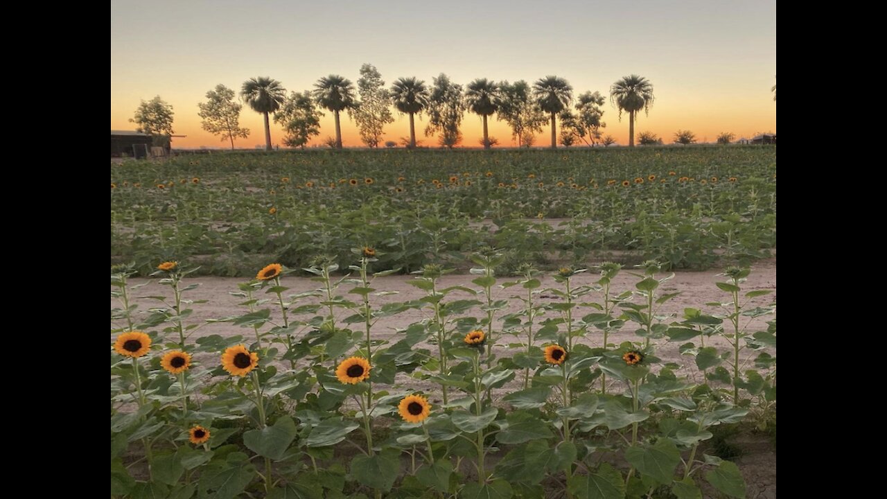 You can play and take pictures in a sunflower field here in Arizona - ABC15 Digital