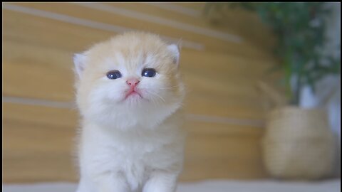 Tiny Kitten Pudding is crying to find mother cat