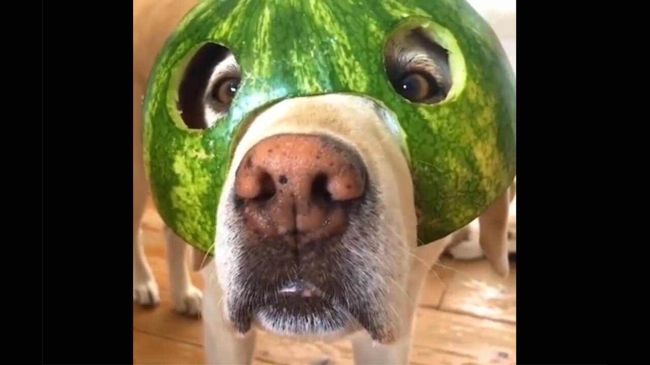 Funniest Animals / Cutest video Ever / Funny Animal Videos