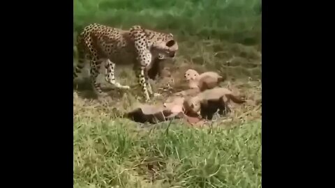 Female cheetahs meet with males only for mating, and then have a difficult role as single mothers