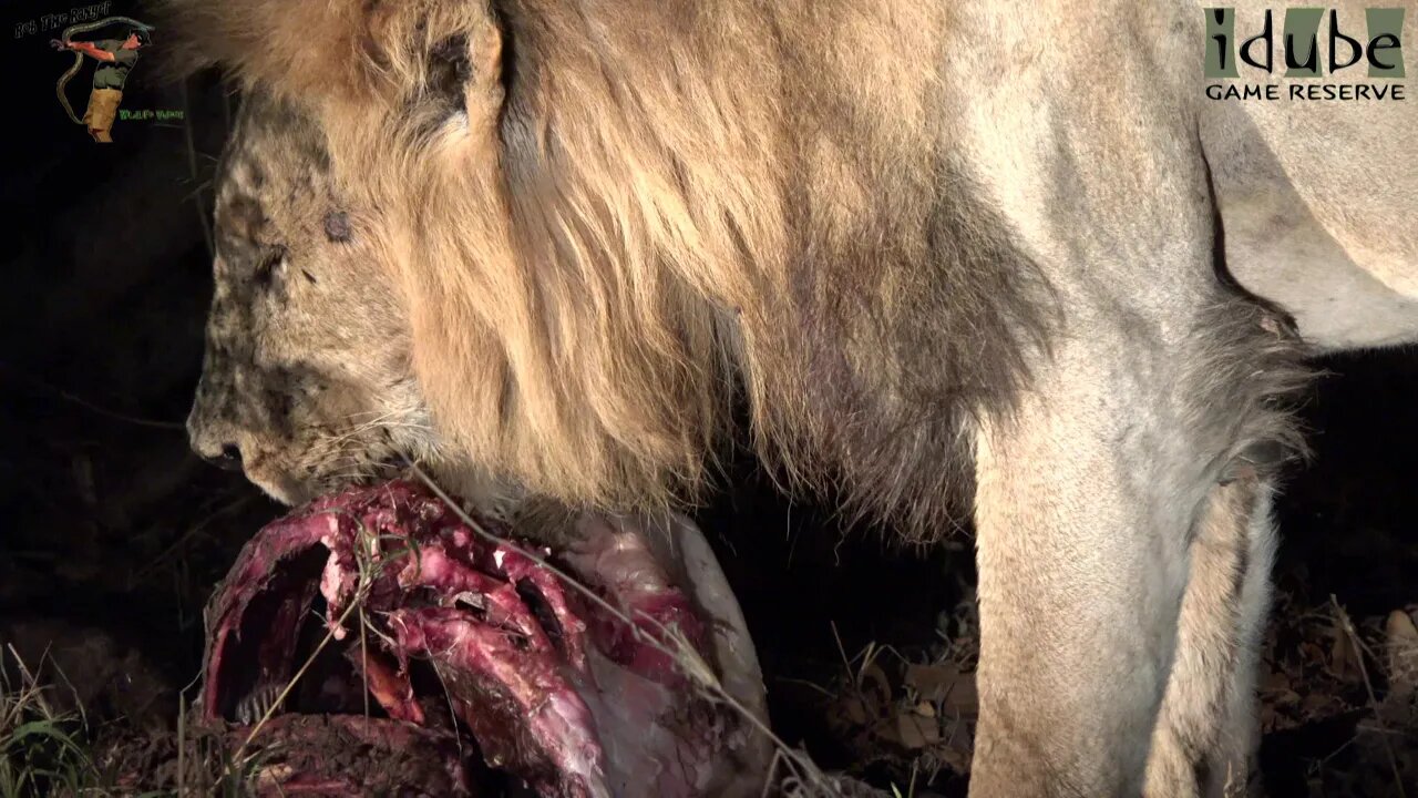 Big Lions Eat Little Giraffe Calf