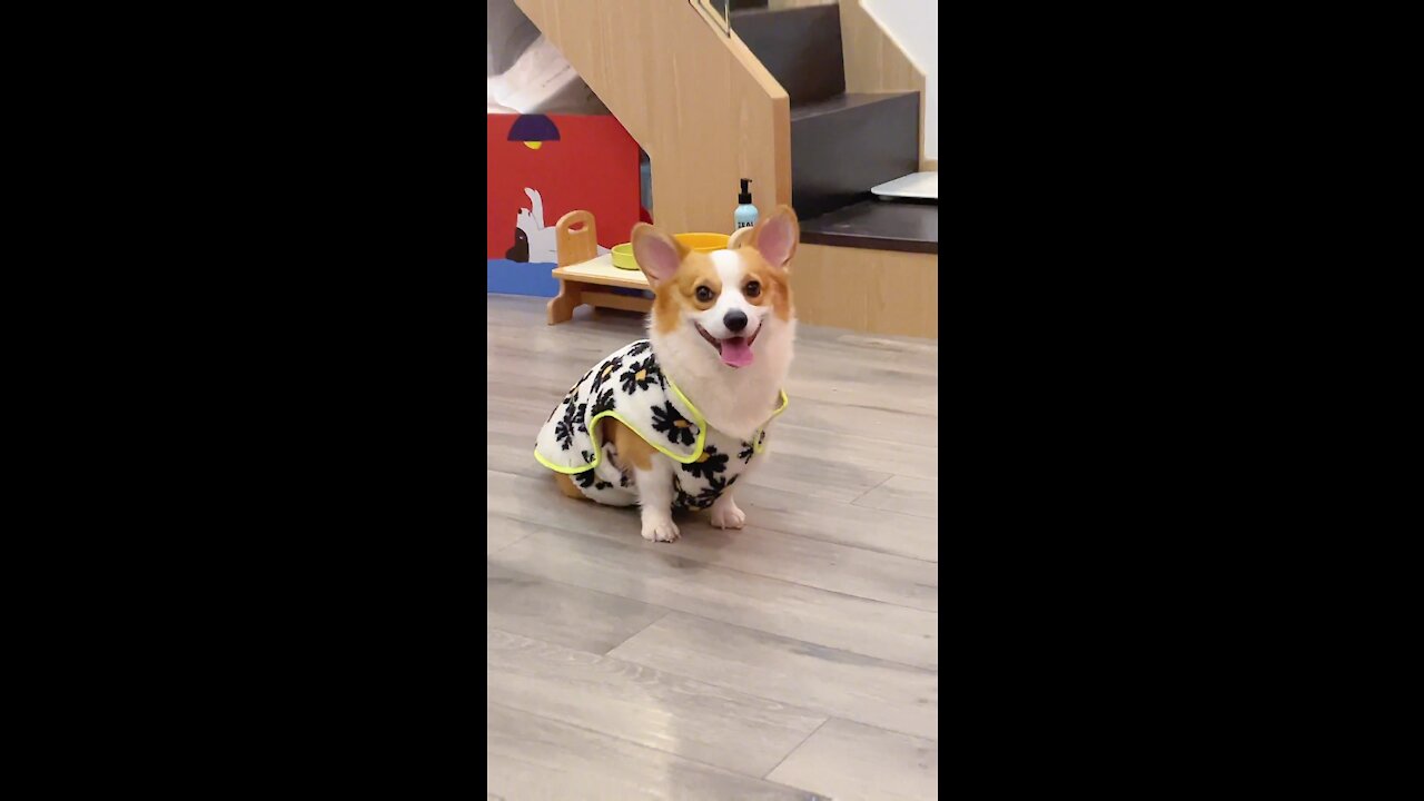 Would you like such a cute puppy?