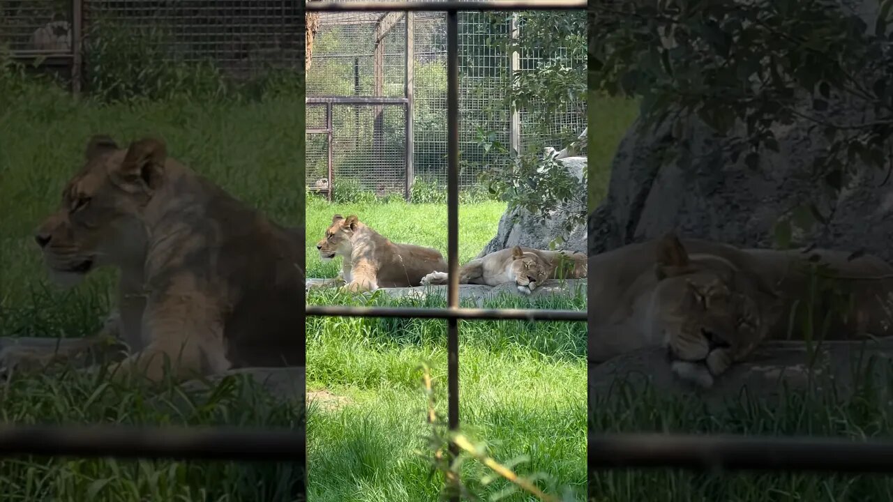LOOK AT THOSE FACES 👀 #shorts #lion #enterthecronic #faces