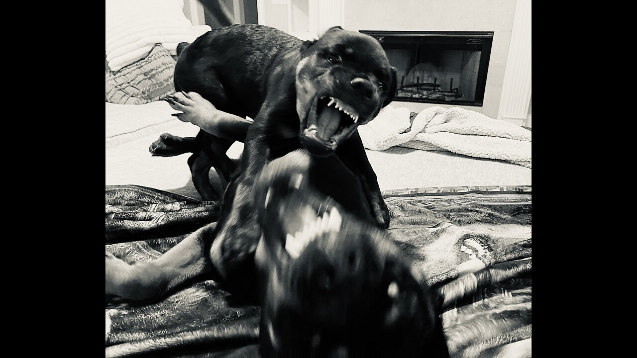 Training my Rottweilers to be aggressive!￼