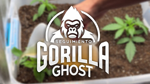 🌱 Primeras 2 Semanas: Cómo Cuidar tus Plantas en Indoor | Seguimiento Gorilla Ghost #2 🚀