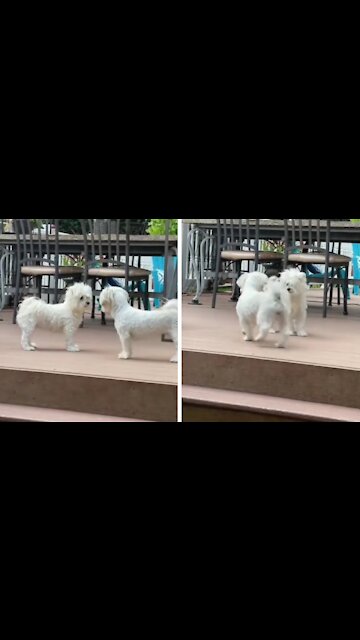 Dogs Having A Fight, Almost Ending Up In A Fight
