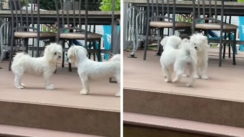 Dogs Having A Fight, Almost Ending Up In A Fight