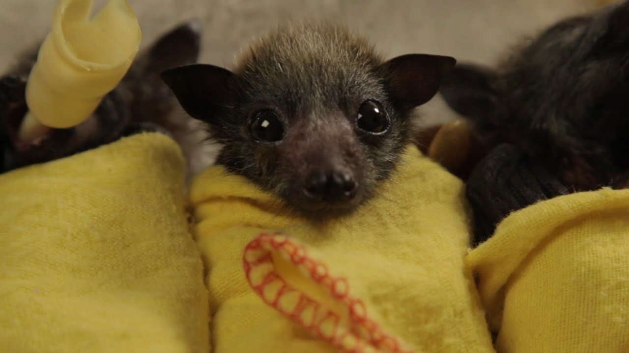 Cutest baby bats