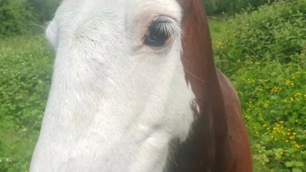 Horse Wants to get me and eat my phone