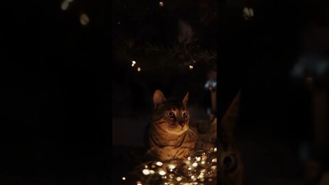 KUCING LUCU #PART 26