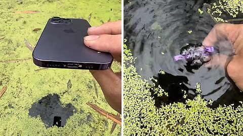 Phone Captures Mesmerizing Glimpse Into The World Of Shallow Waters