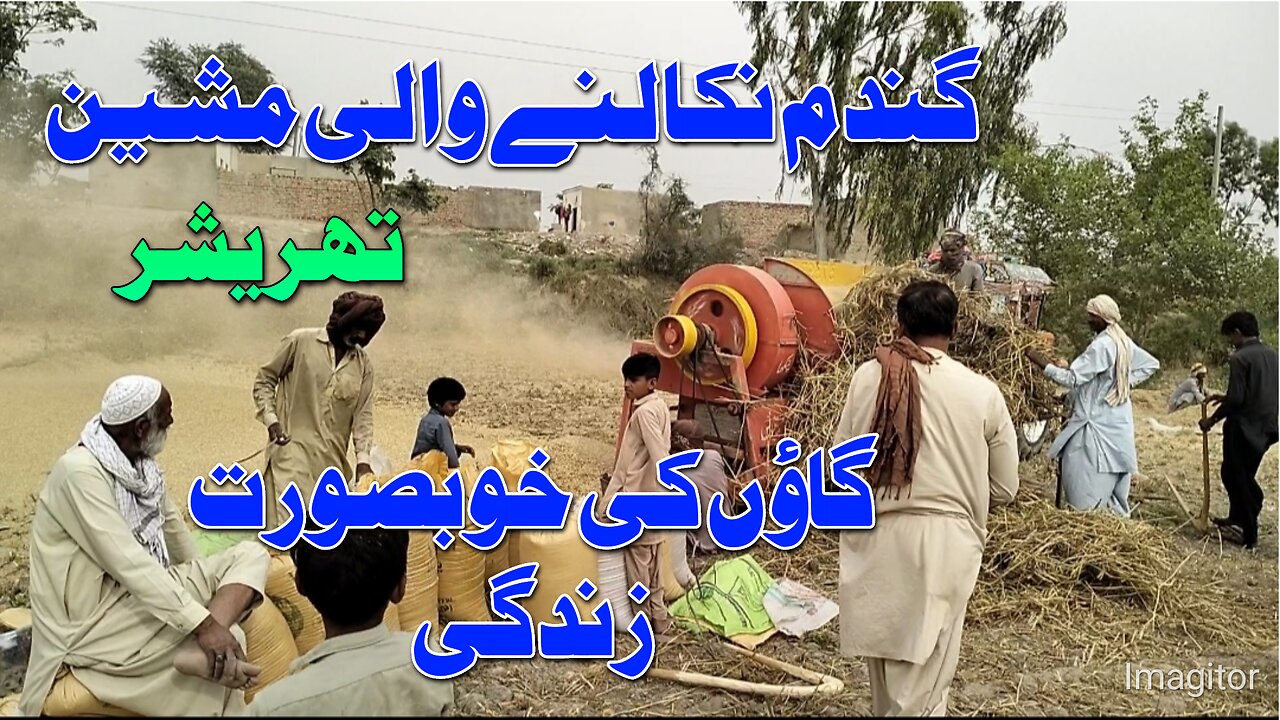 Wheat Cutting Machine.Threasure Gundam ki katai تھریشر گندم نکالنے والی مشین