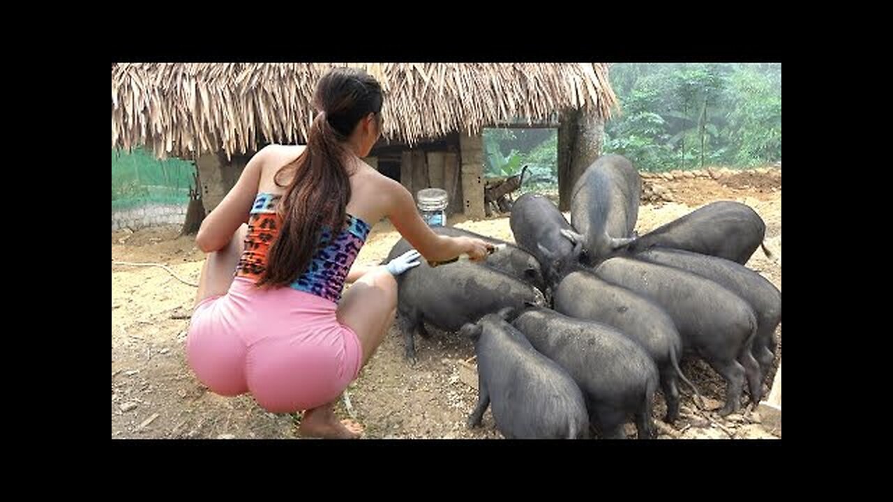 Taking Care Many Pigs - Applying Microbial Fertilizer Vegetable Garden _ Farm ASRM