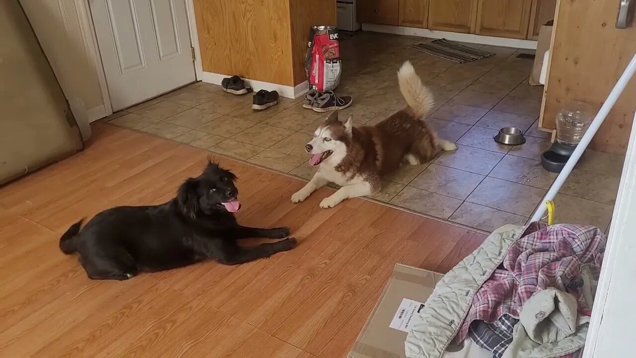 Miss pepper and Bandit the neighbors huskey