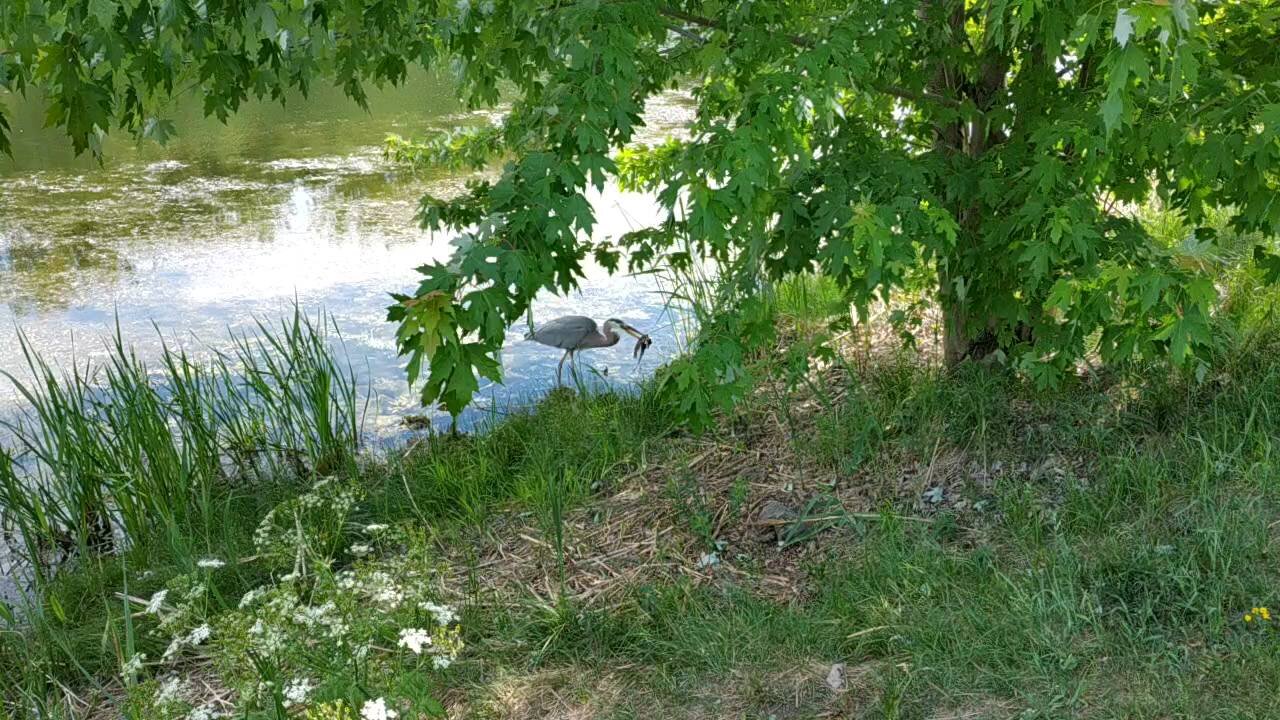 Heron caught the fish