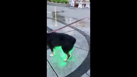 Poor Doggo
